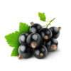  Black Currant