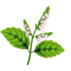 Patchouli