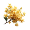 Osmanthus