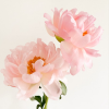 Peony