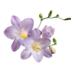 Freesia
