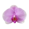 Orchid