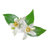 Neroli