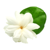 Jasmine